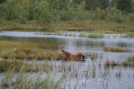 26.8.2012 Rape kokeessa Ruotsissa, Kiiruna